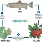 aquaponics 8